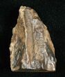 Large Triceratops Shed Tooth - #5687-1